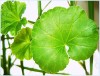 Герань душистая (Pelargonium graveolens)